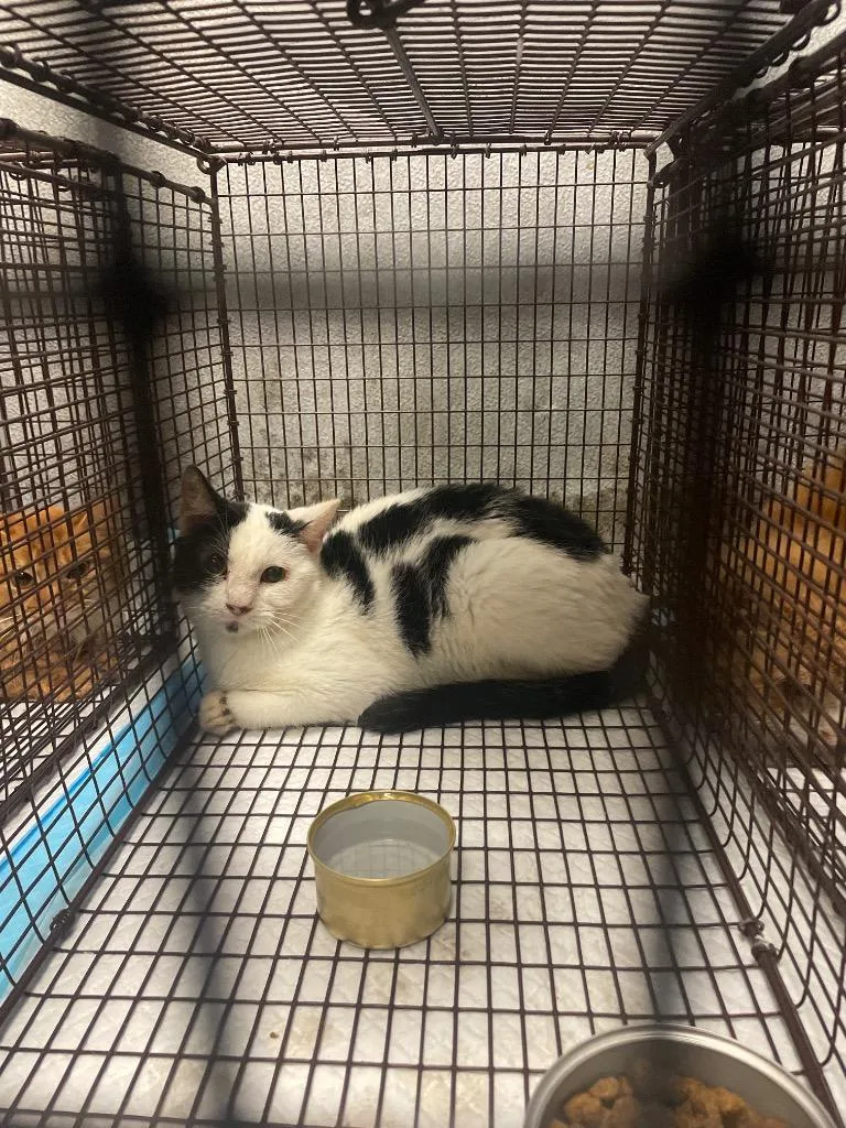A young medium-sized male Domestic Short Hair cat named Ceegee for adoption in New Braunfels, TX