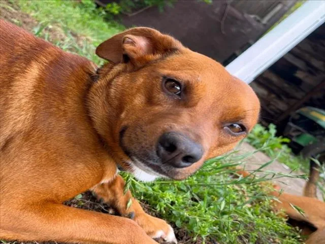 A young small-sized female Chihuahua dog named Emily for adoption in Tulsa, OK