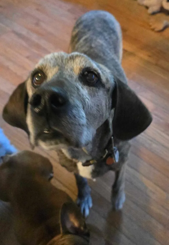 A senior large-sized male Hound dog named Old Man Mcgucket for adoption in Salt Lake City, UT