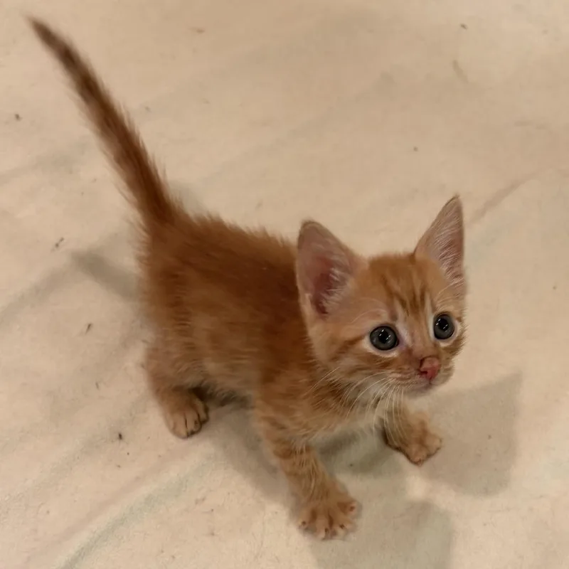 A baby small-sized male Orange / Red Domestic Short Hair cat named Lemonade for adoption in Waldorf, MD