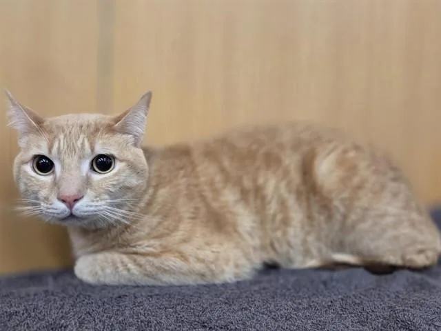 A young small-sized male Domestic Short Hair cat named Benny for adoption in Saint Louis, MO