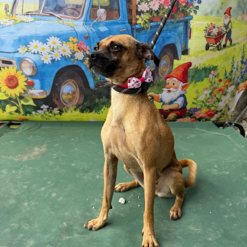 Buttercup thumbnail 3