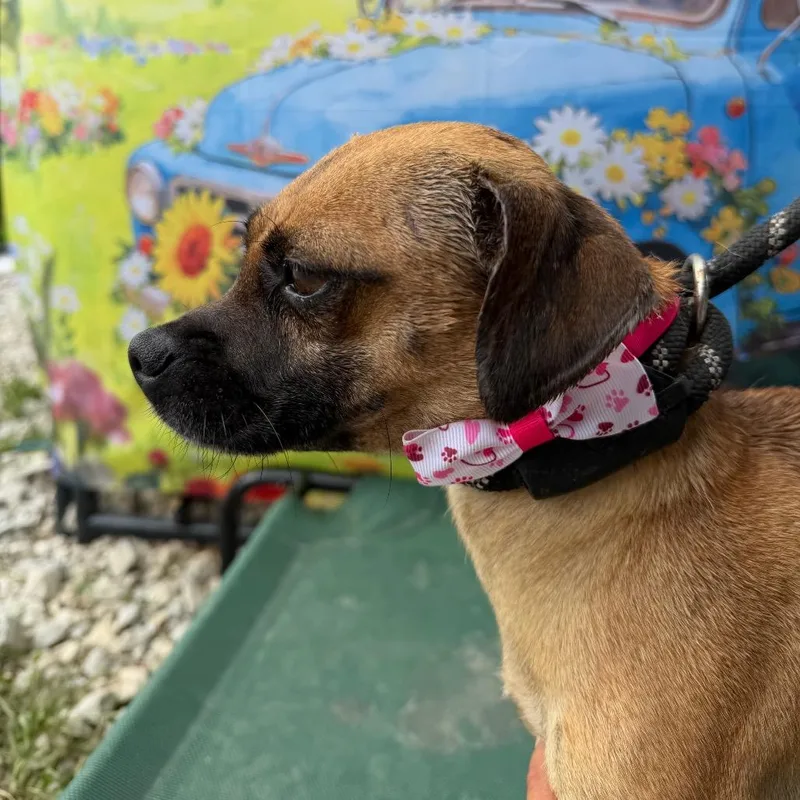 Buttercup thumbnail 4