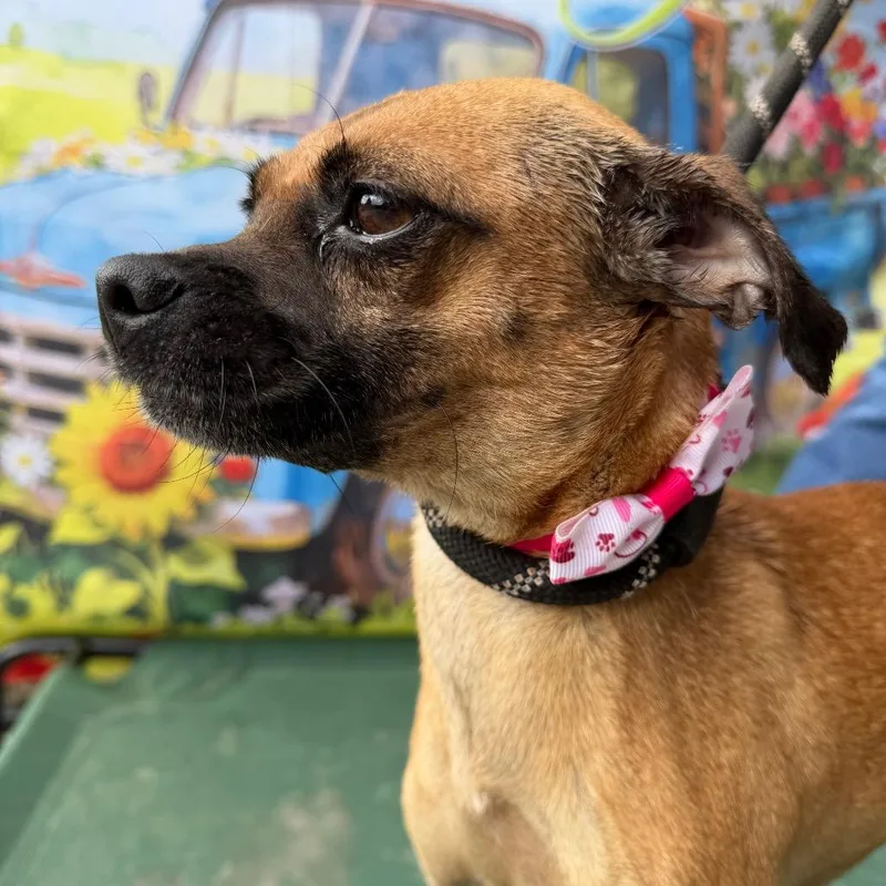 Buttercup thumbnail 5