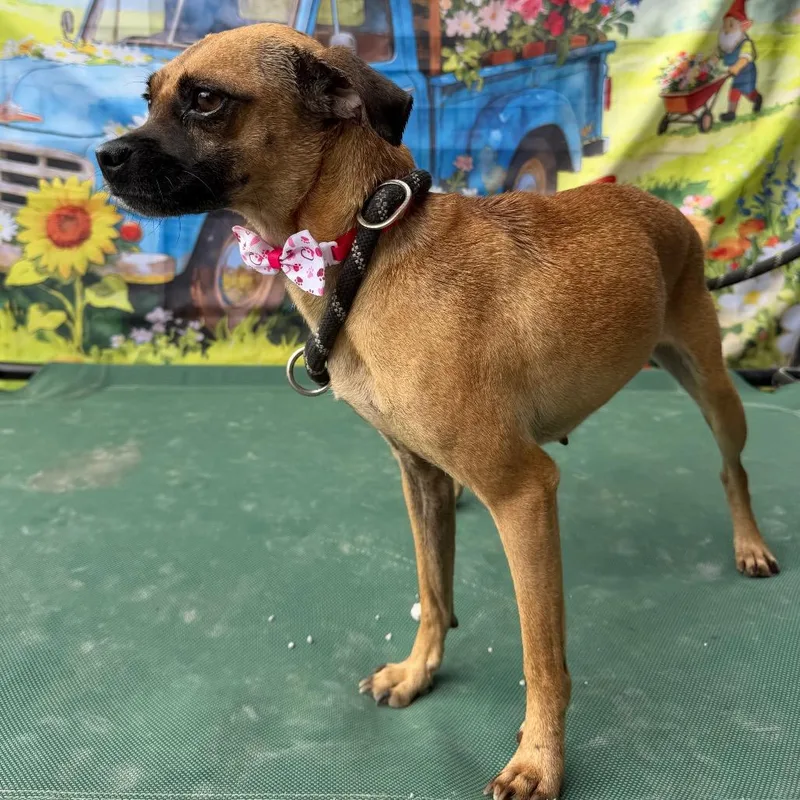 Buttercup thumbnail 6