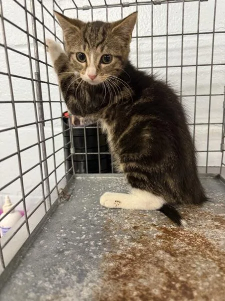 A baby small-sized male Domestic Short Hair cat named Commander for adoption in Millersville, MD