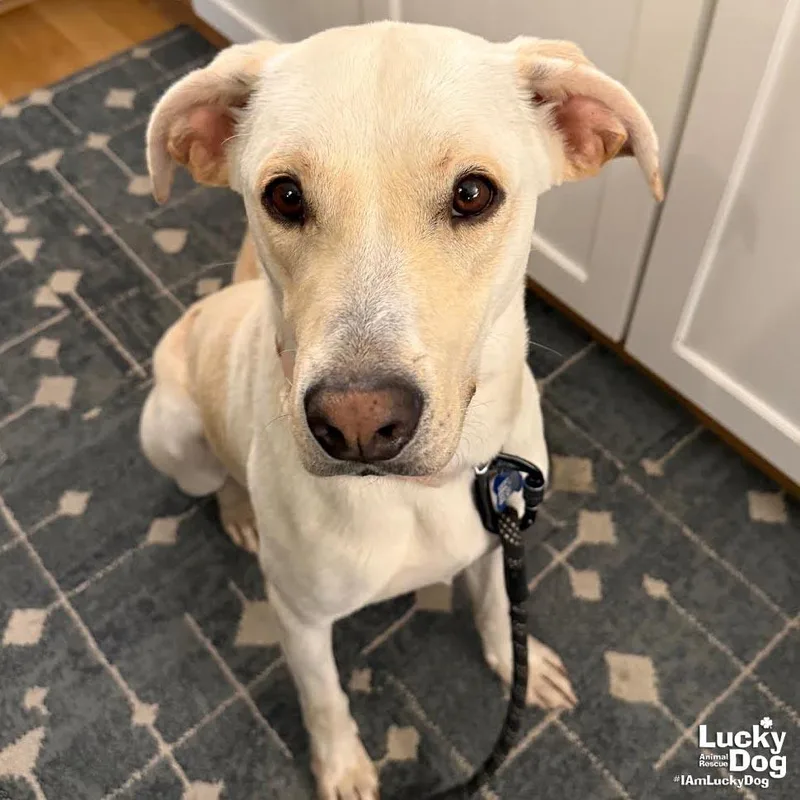 A young large-sized male Labrador Retriever dog named James Earl Bones for adoption in Washington, DC