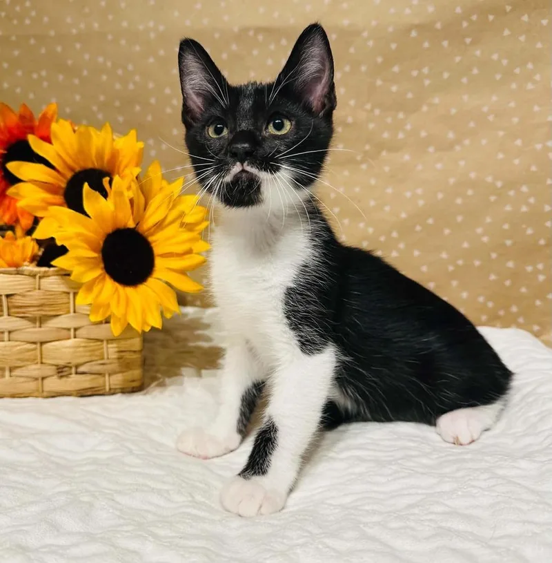A baby small-sized female Domestic Medium Hair cat named Rebecca for adoption in Groveland, MA
