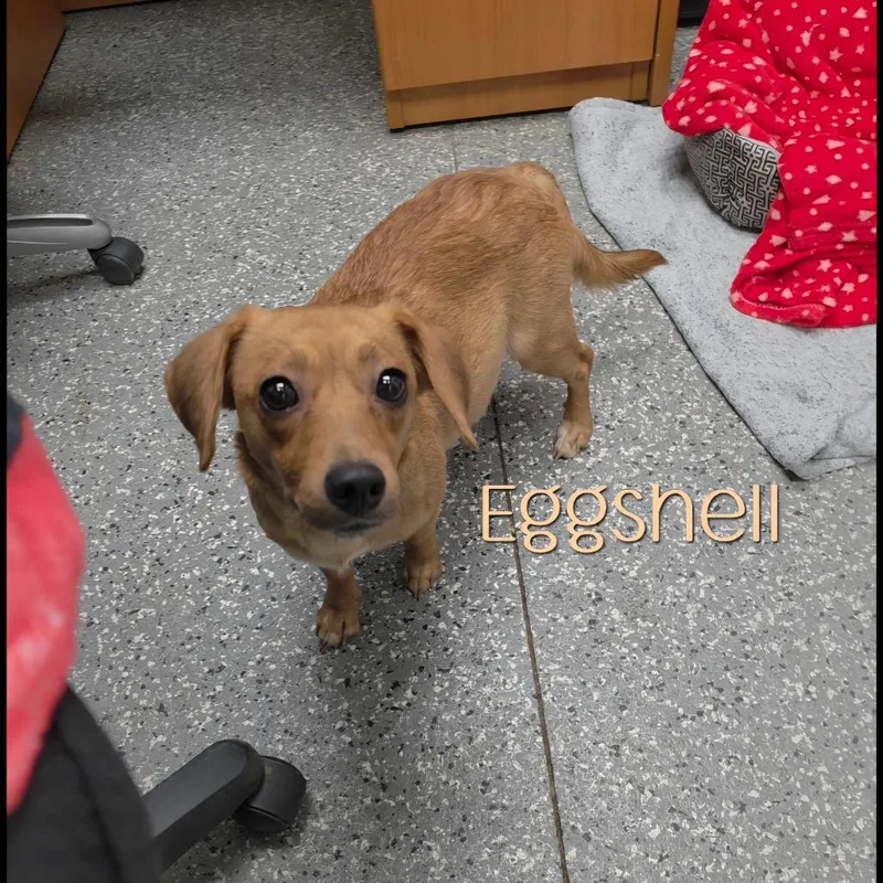 An adult small-sized female Yellow / Tan / Blond / Fawn Dachshund dog named Eggshell for adoption in Parkersburg, WV