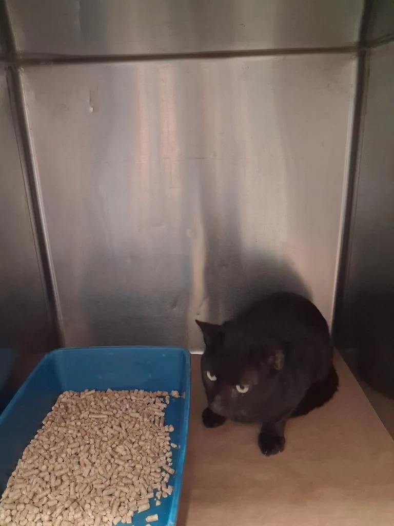 A young large-sized male Domestic Short Hair cat named Humor for adoption in Cartersville , GA