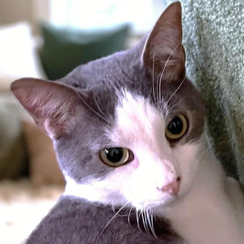 An adult medium-sized male Gray & White Russian Blue cat named River Stunning Russian for adoption in Danbury, CT