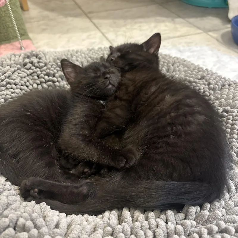 A baby small-sized male Black Domestic Short Hair cat named Tin Man for adoption in Richmond, VA
