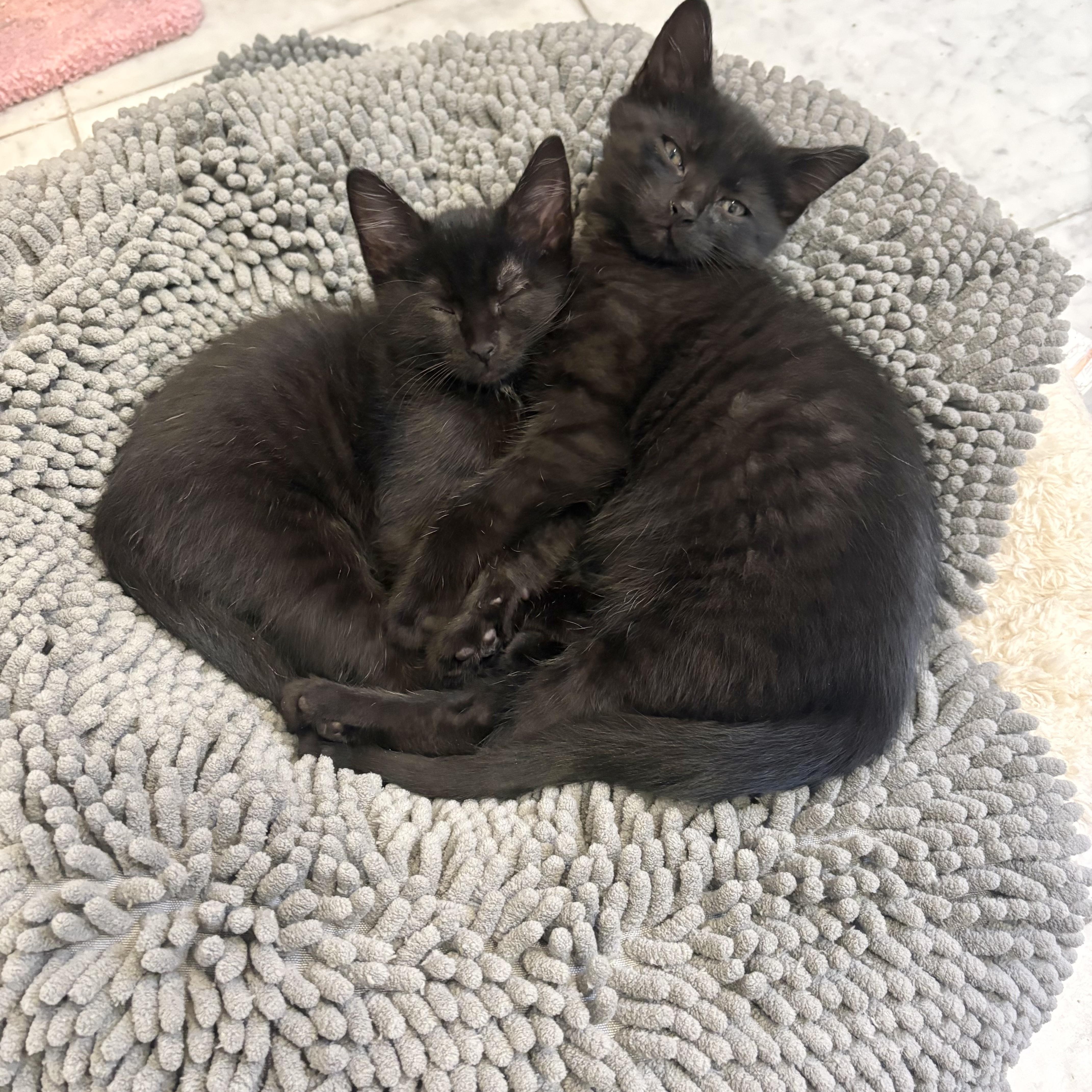 Tin Man thumbnail 2