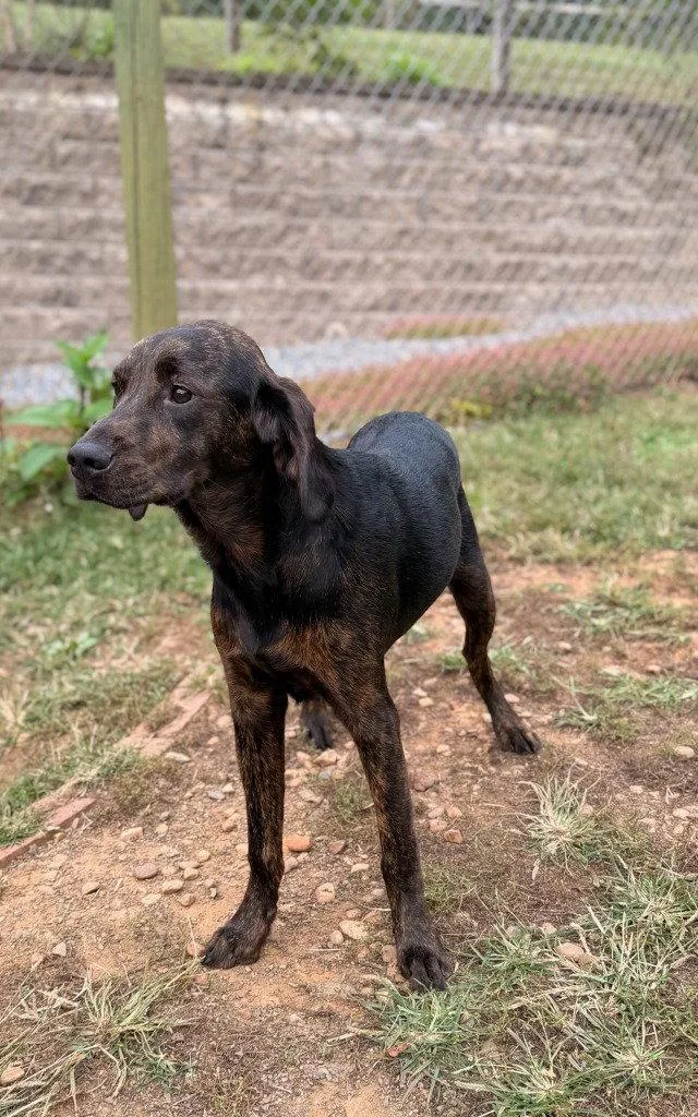 A young large-sized female Labrador Retriever dog named Winnie for adoption in Lovingston, VA