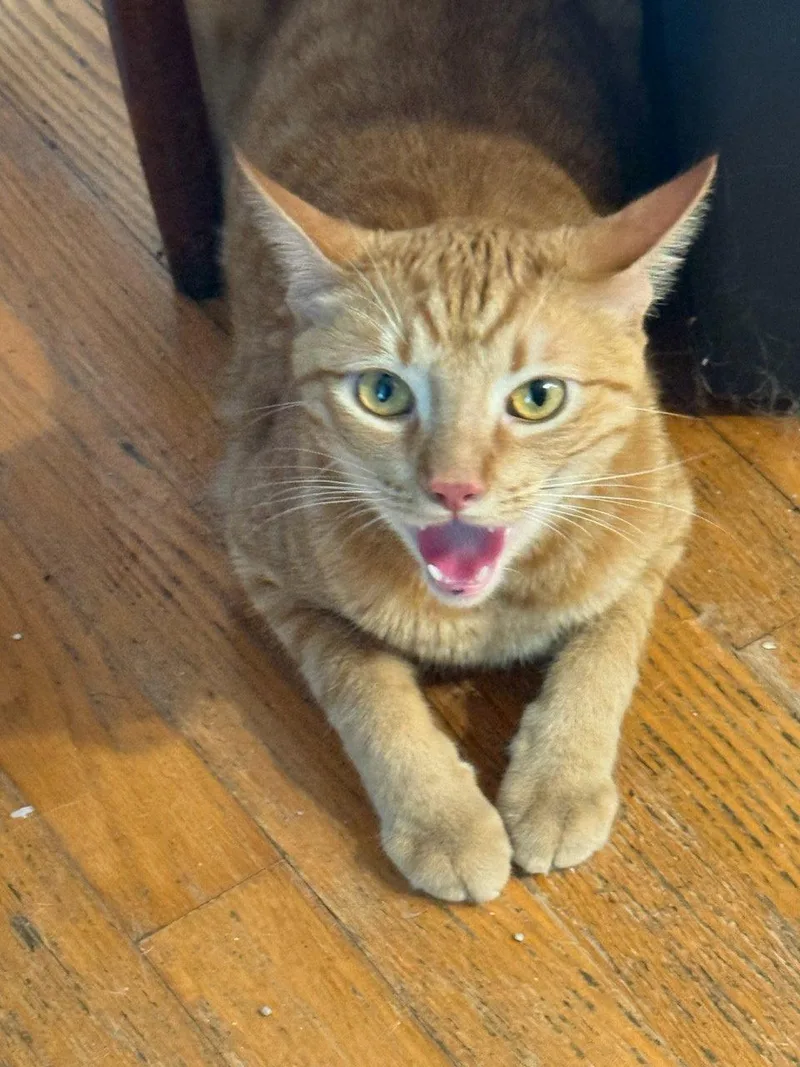 An adult medium-sized male Orange / Red Domestic Short Hair cat named Clem for adoption in Naples, FL
