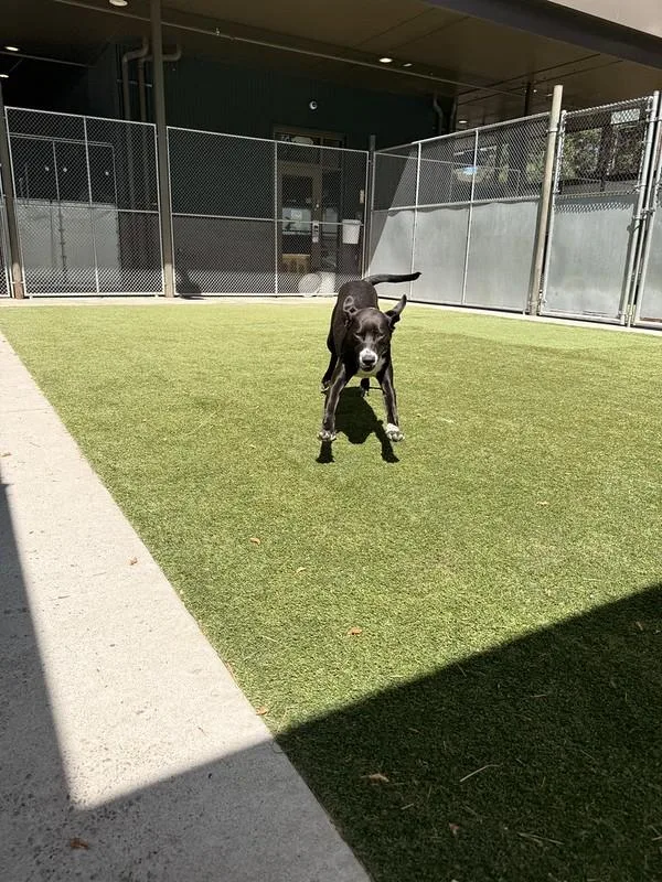A young medium-sized female Black Mixed Breed dog named Zoey for adoption in Truckee, CA