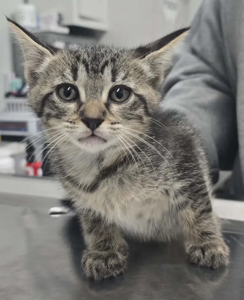 A baby small-sized female Domestic Short Hair cat named Kiki for adoption in Hillsdale, IN