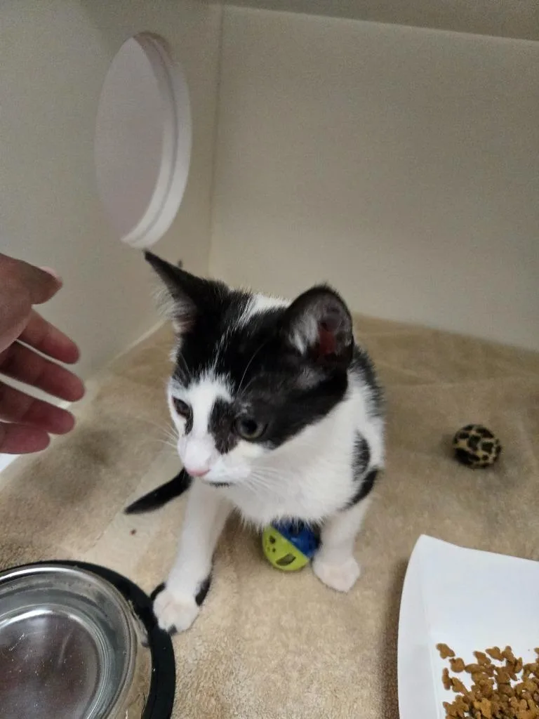 A baby small-sized male Domestic Short Hair cat named Clay for adoption in Oxford, NC