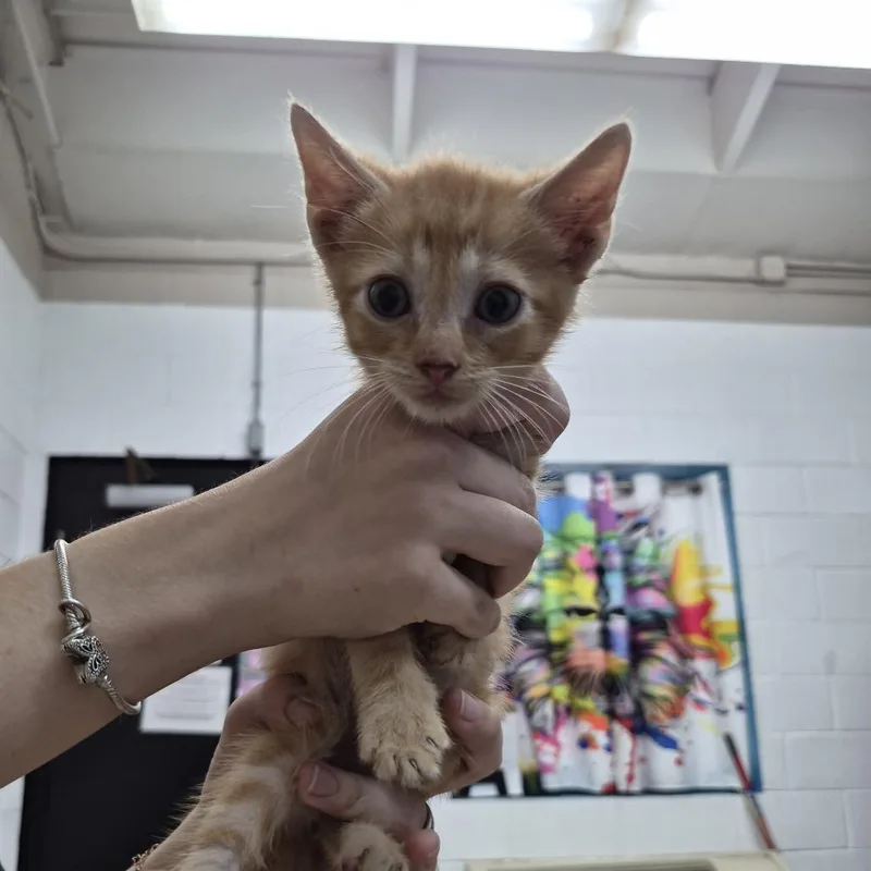 A baby small-sized male Orange / Red Domestic Short Hair cat named Vampurr for adoption in Ardmore, OK