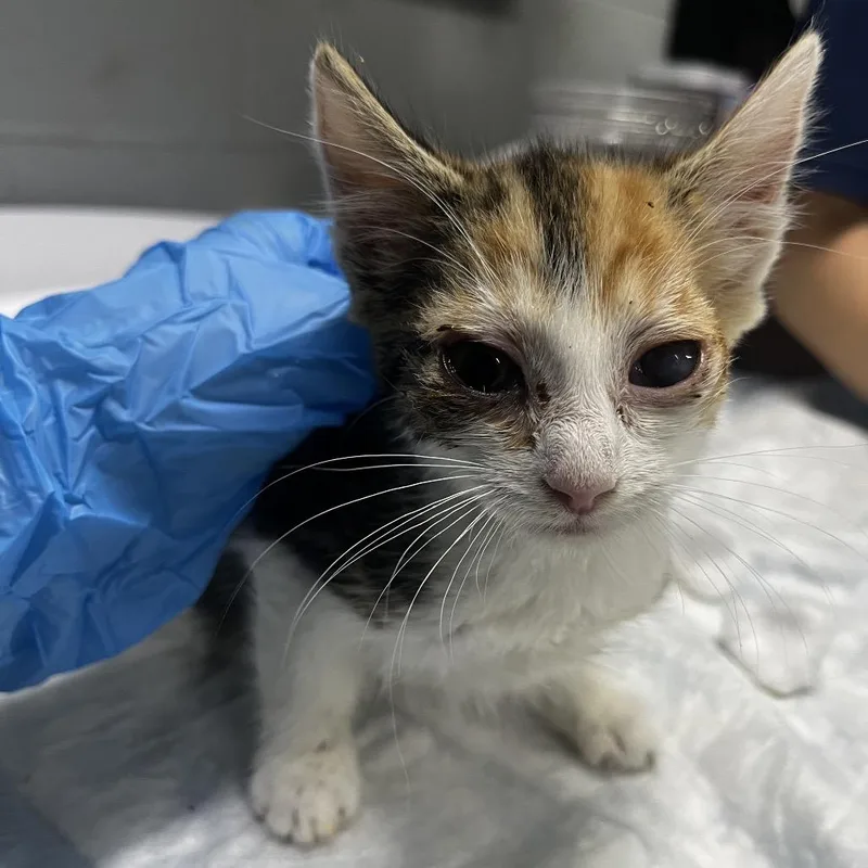 A baby small-sized female Orange / Red Domestic Short Hair cat named Frilly for adoption in Summerville, SC