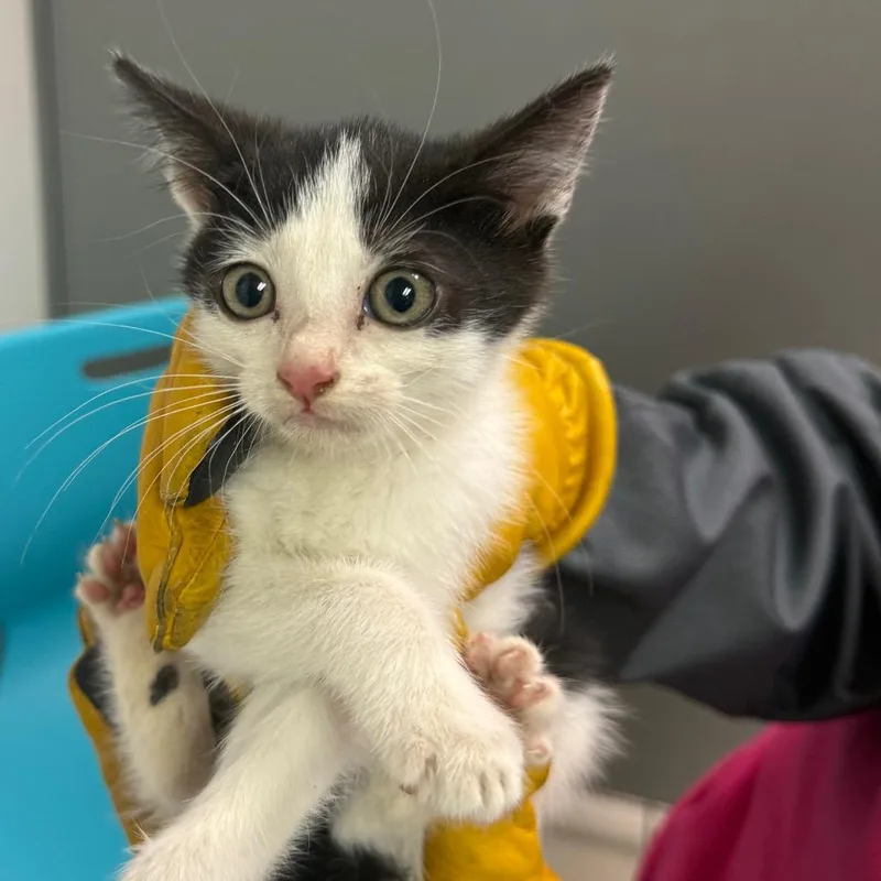A baby small-sized female White Domestic Medium Hair cat named Furious for adoption in Charleston, WV