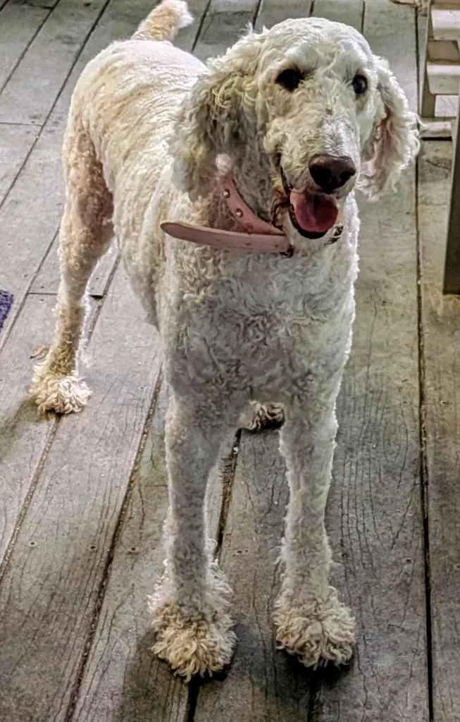 Magnolia thumbnail 2