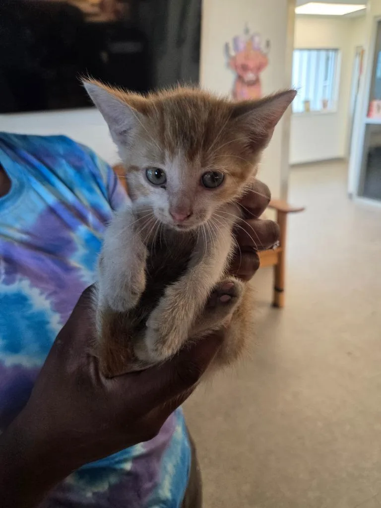 A baby small-sized male Domestic Short Hair cat named Brooks for adoption in Bossier City, LA