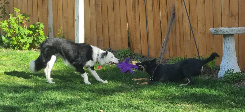An adult medium-sized female Australian Kelpie dog named Indie for adoption in Jerome, ID