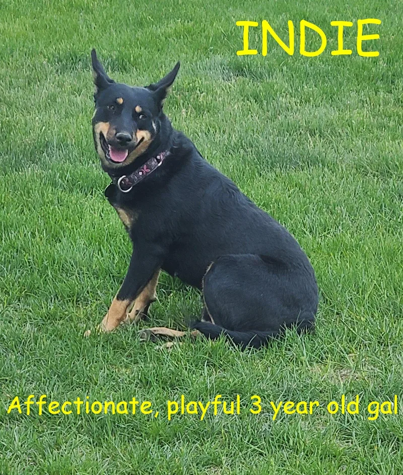 Indie thumbnail 5