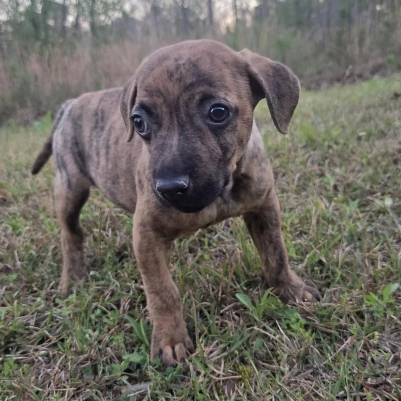 A baby medium-sized female Brindle Bulldog dog named Bitty for adoption in Warrior, AL