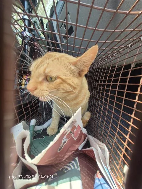 A young small-sized male Domestic Short Hair cat named A for adoption in San Antonio, TX