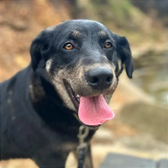 An adult large-sized male Black German Shepherd Dog dog named Noble for adoption in Bentonville, AR