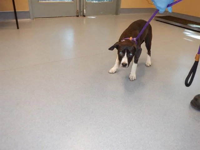 A young medium-sized female Pit Bull Terrier dog named Chickadee for adoption in San Jose, CA