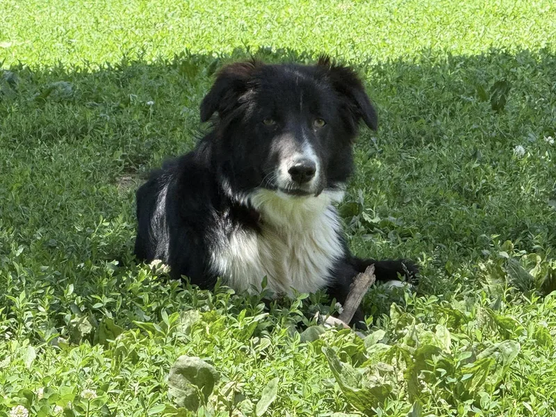 An adult medium-sized male Black Border Collie dog named Moss for adoption in Chestertown, MD