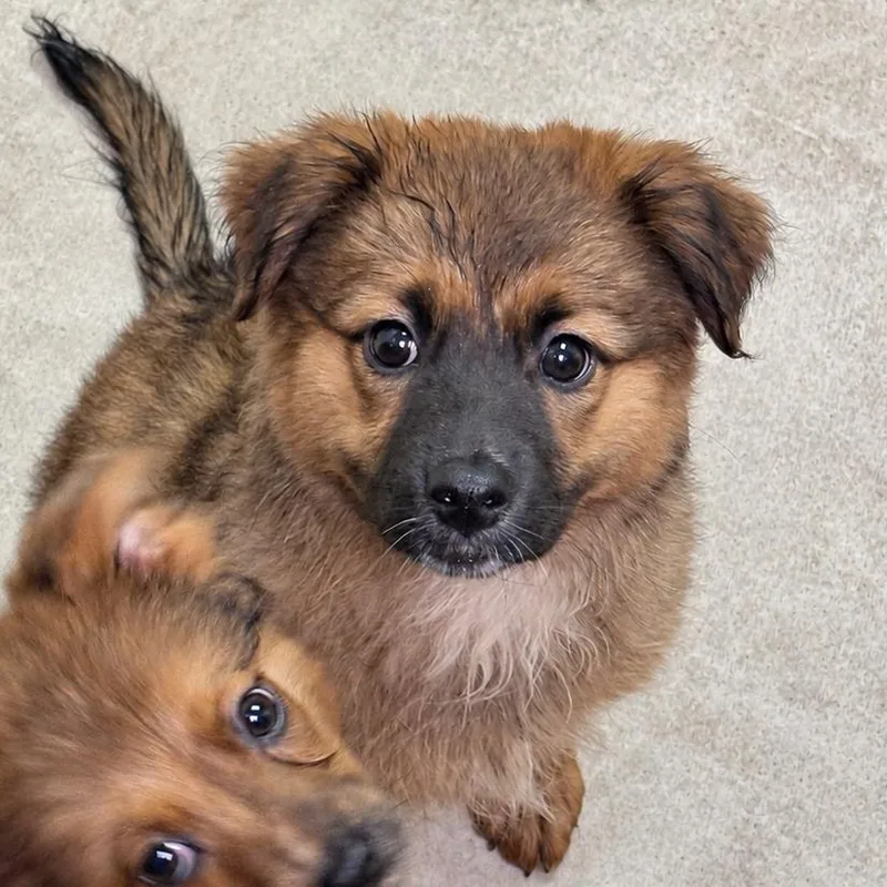 A baby small-sized female Brown / Chocolate Spitz dog named Ravioli for adoption in Tyler, TX