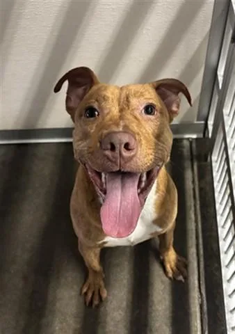 A young large-sized male Pit Bull Terrier dog named Rudy for adoption in Panama City, FL
