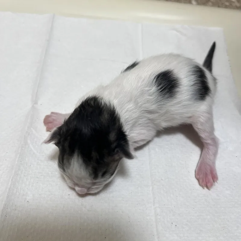 A baby small-sized male White Domestic Medium Hair cat named "Ravioli" for adoption in Sonoma, CA