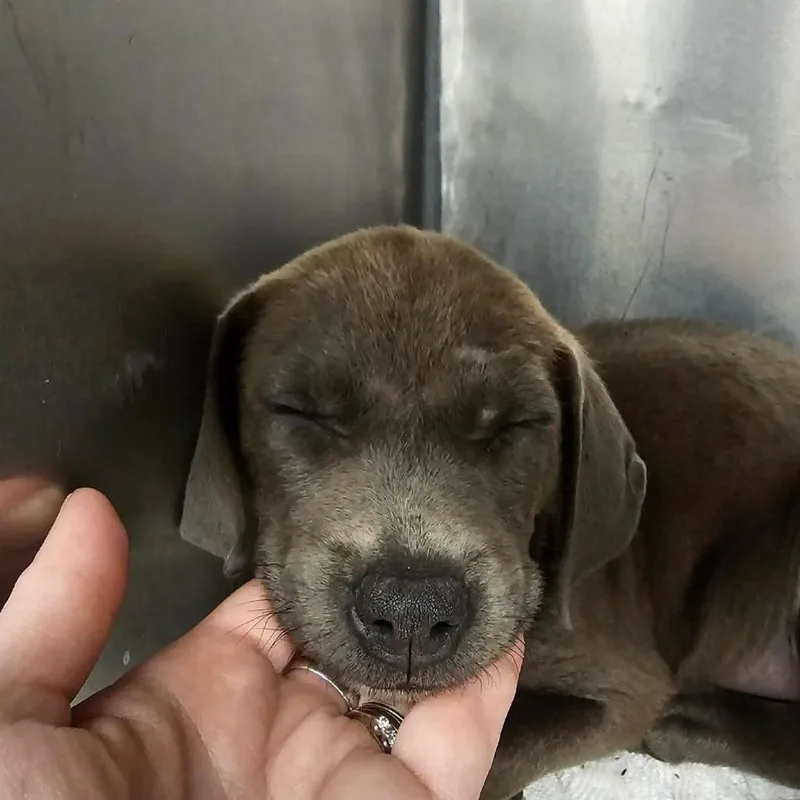 A baby medium-sized female Gray / Blue / Silver Mixed Breed dog named Pulled Pork for adoption in Martinsville, VA