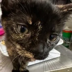 A baby small-sized female Torbie Domestic Short Hair cat named Peony for adoption in Grinnell, IA