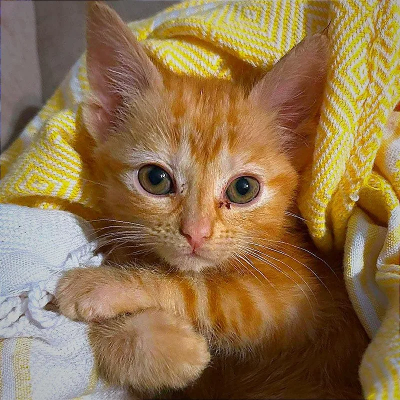 A baby small-sized female Orange / Red Domestic Long Hair cat named Ember for adoption in Hannibal, MO