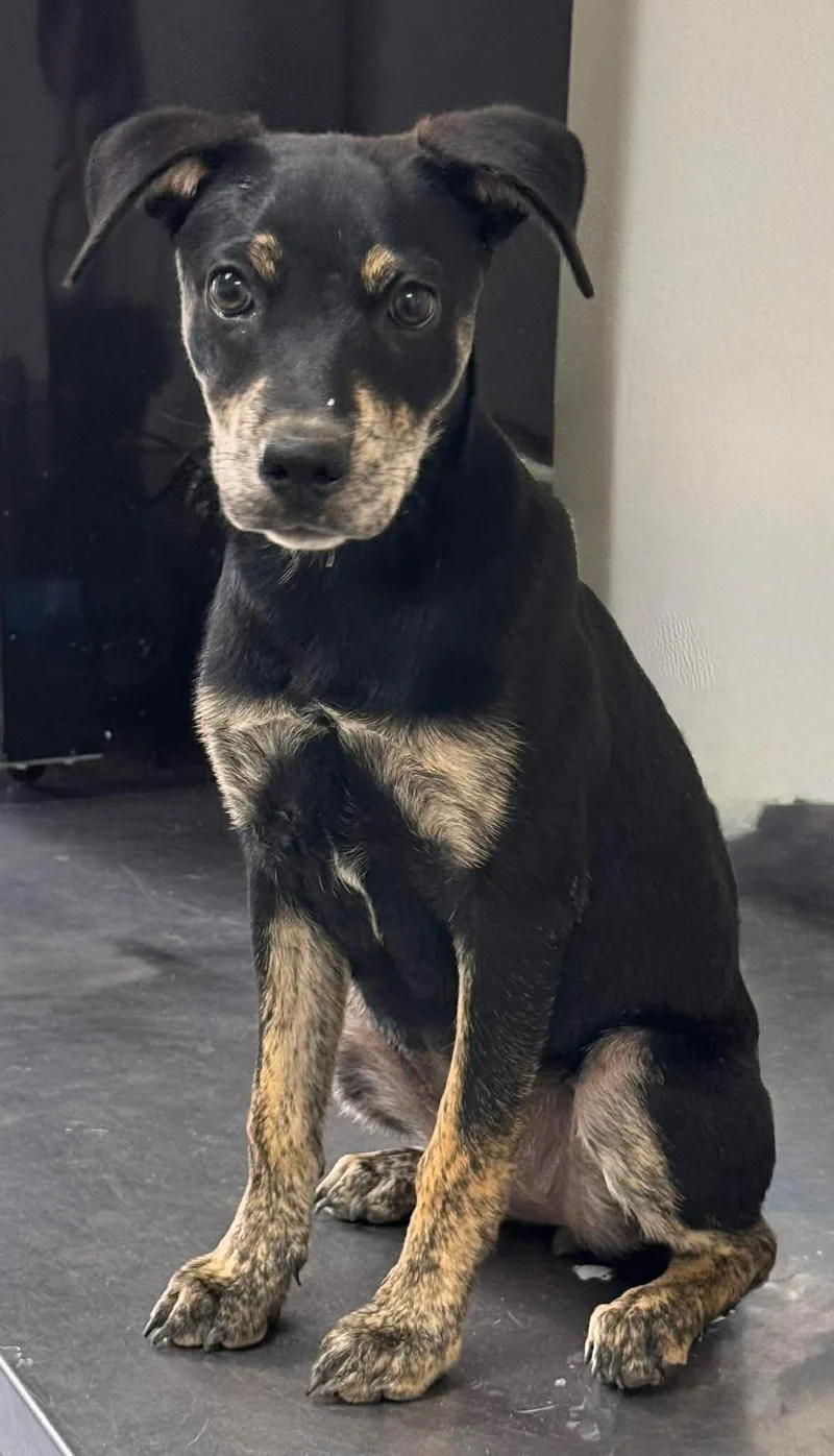 A young medium-sized female Mixed Breed dog named Adeline for adoption in Holbrook, NY