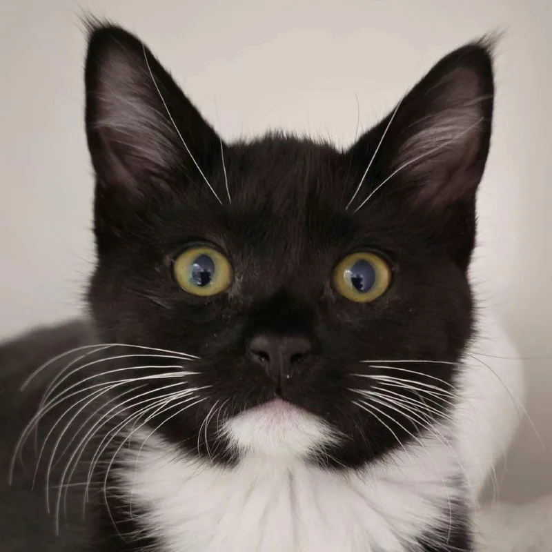 A baby small-sized female Domestic Short Hair cat named Zipper for adoption in Cumming, GA