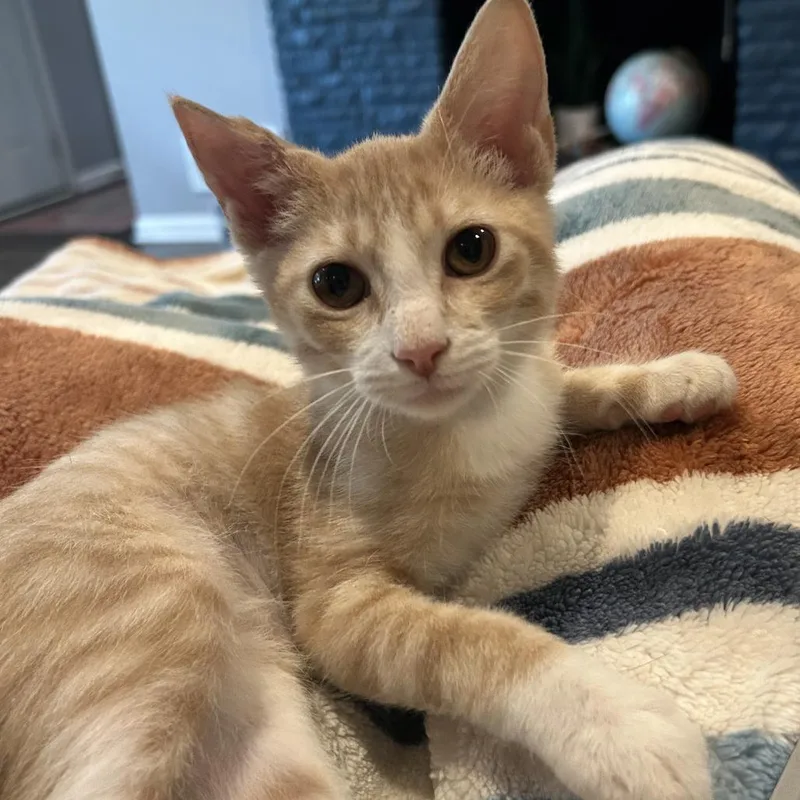 A baby small-sized male Orange / Red American Shorthair cat named Russell for adoption in Overland Park, KS
