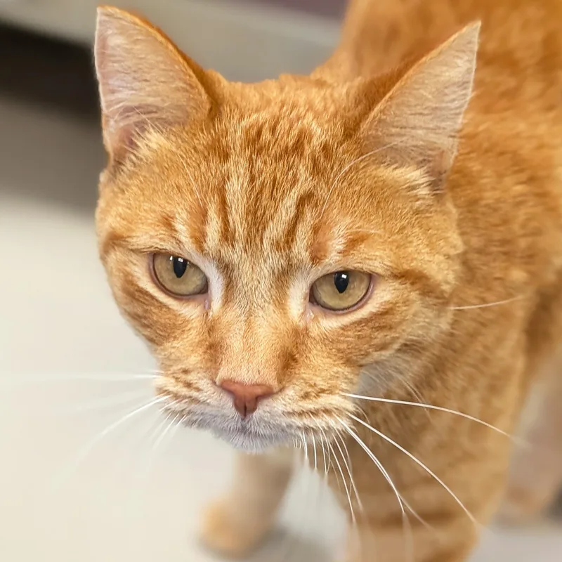 An adult medium-sized male Domestic Short Hair cat named Ferdinand for adoption in Jefferson, WI