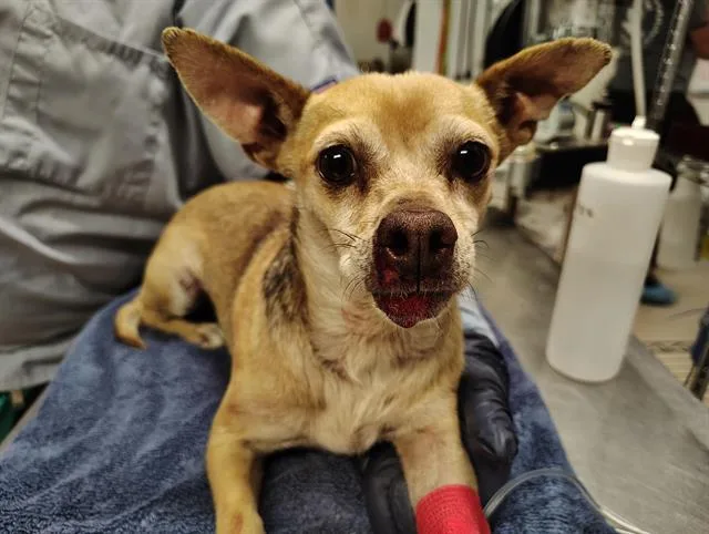 An adult medium-sized male Portuguese Podengo dog named Dylan for adoption in Albuquerque, NM