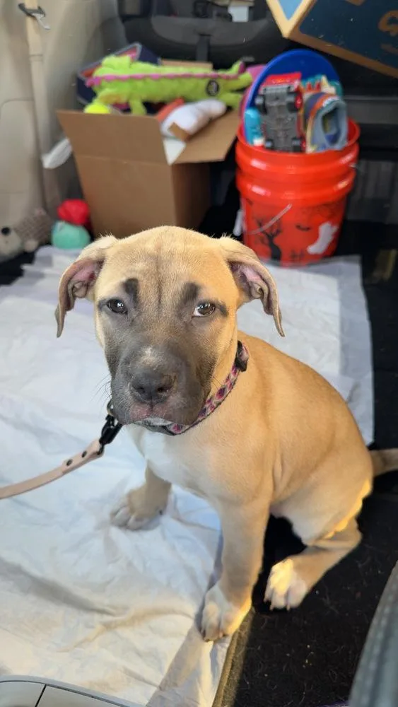 A baby small-sized female Mixed Breed dog named Reel for adoption in Lincoln Park, MI
