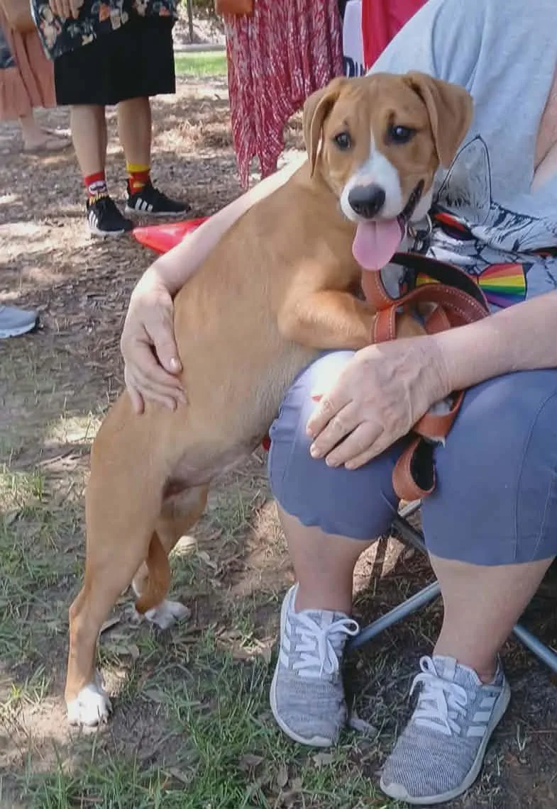 A young medium-sized female Golden Hound dog named Mia for adoption in Unionville, CT