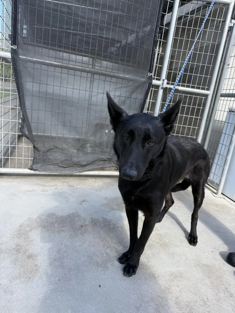 An adult medium-sized female Black German Shepherd Dog dog named Raven for adoption in Oakdale, CA