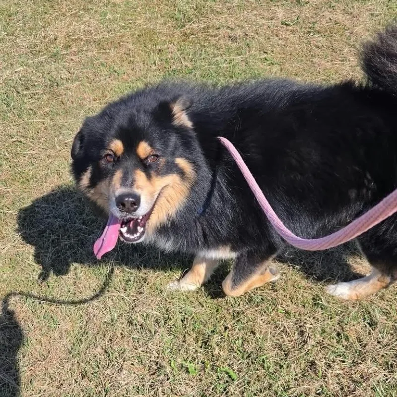 A young medium-sized male German Shepherd Dog dog named Kyle for adoption in Petersburg, IN