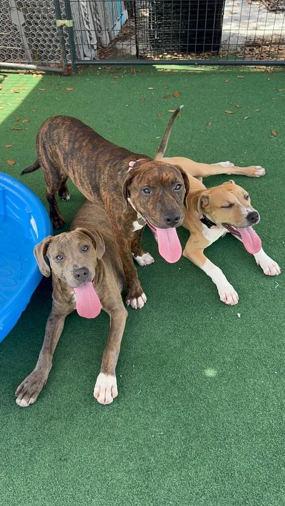 A baby small-sized female Brindle American Bulldog dog named Georgia for adoption in Lakeland, FL